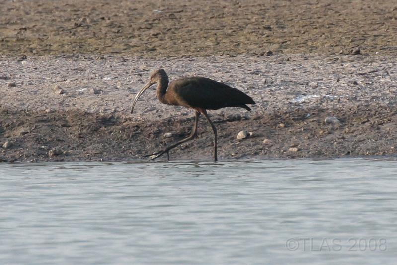 White-faced Ibis 092008 235.jpg